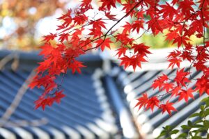  Overhanging Branches 