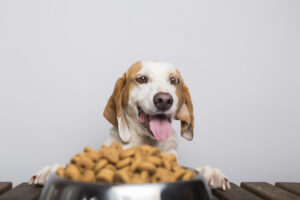 Practical Tips for Transitioning Your Dog to a New Diet 